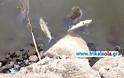 Νεκρά ψάρια ξεβράστηκαν σε παραπόταμο του Πηνειού στα Μεσάγγαλα Λάρισας [photos]