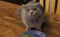 Αυτή η ΕΝΟΧΗ γάτα θα σας κάνει να Ξεκαρδιστείτε στα Γέλια μέσα σε Δευτερόλεπτα - Εγγυημένο!... [video]