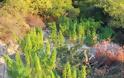 Εντοπίστηκαν δύο φυτείες δενδρυλλίων κάνναβης στην Κορινθία - Φωτογραφία 2
