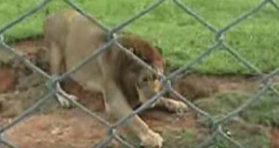 Λιοντάρι που σώνεται από τσίρκο, αγγίζει το χώμα για πρώτη φορά στη ζωή του! - Φωτογραφία 1