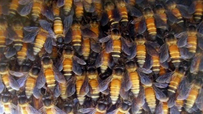 Ανατριχιαστικό: Μέλισσες δείχνουν σεβασμό στις χριστιανικές εικόνες - Φωτογραφία 1