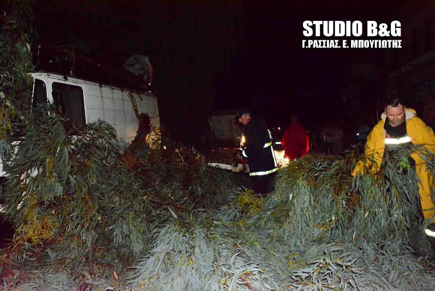 Δεκάδες δένδρα έπεσαν στην πόλη του Αργούς [photos] - Φωτογραφία 1