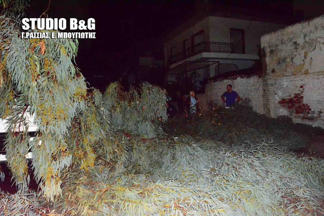 Δεκάδες δένδρα έπεσαν στην πόλη του Αργούς [photos] - Φωτογραφία 4