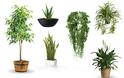 ΑΥΤΑ είναι τα Φυτά ΒΟΜΒΕΣ Οξυγόνου που θα ΠΡΕΠΕΙ να έχετε στο Σπίτι σας...