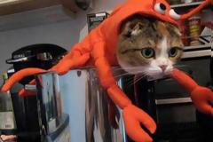 Κατοικίδια σε ρυθμούς... Halloween [photos]