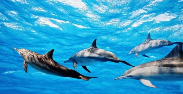 Κατέγραψαν δελφίνια να τα… λένε μεταξύ τους όπως δύο άνθρωποι! - Φωτογραφία 1