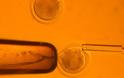Δημιούργησαν έμβρυο με κύτταρα που ΔΕΝ γονιμοποιήθηκαν από σπερματοζωάρια!