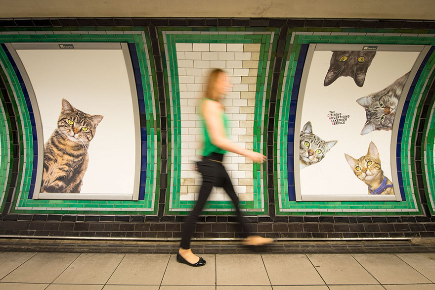 Όλες οι διαφημίσεις στο μετρό του Λονδίνου έχουν αντικατασταθεί από εικόνες με γάτες [photos] - Φωτογραφία 10