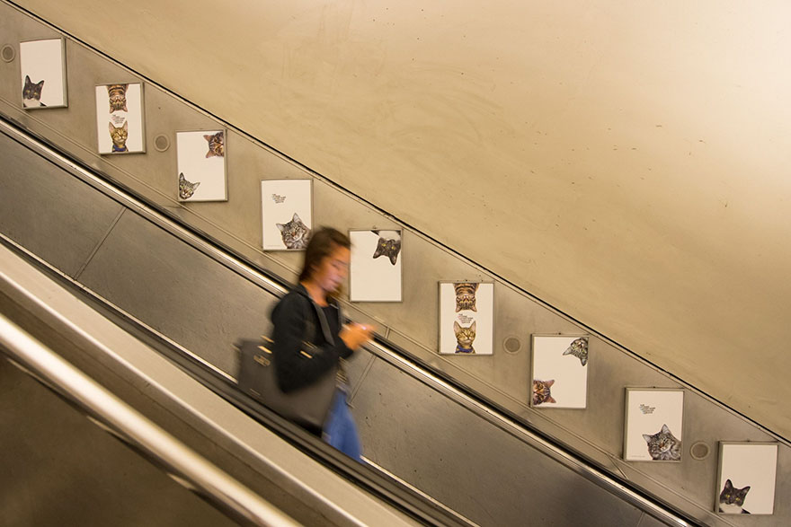 Όλες οι διαφημίσεις στο μετρό του Λονδίνου έχουν αντικατασταθεί από εικόνες με γάτες [photos] - Φωτογραφία 6