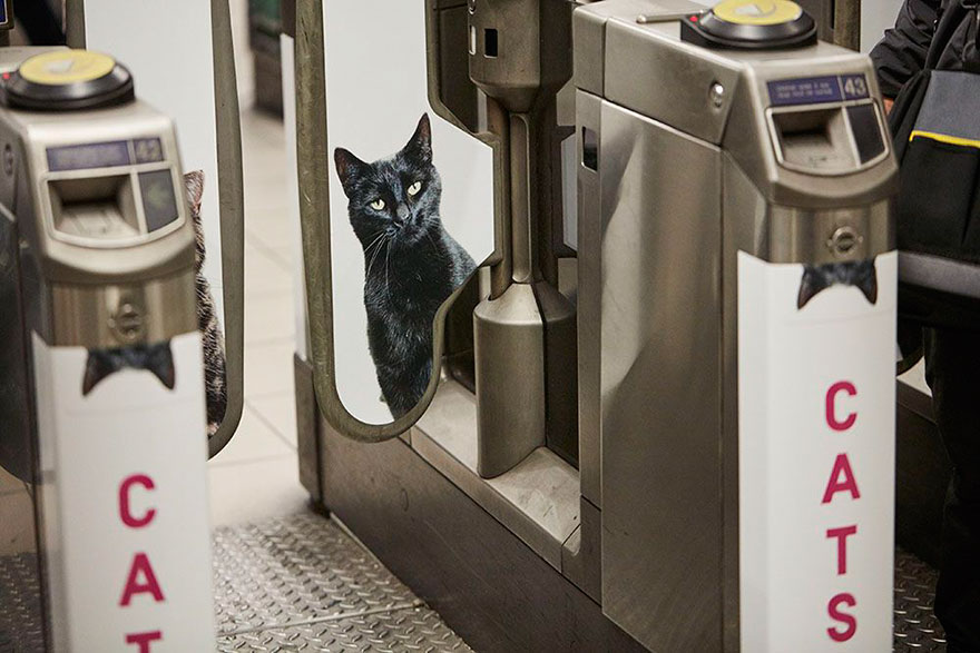 Όλες οι διαφημίσεις στο μετρό του Λονδίνου έχουν αντικατασταθεί από εικόνες με γάτες [photos] - Φωτογραφία 8