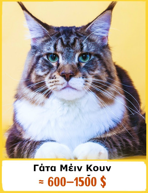 Δείτε ΠΟΣΟ κοστίζουν οι 19 πιο ΑΚΡΙΒΕΣ Ράτσες Γάτας του Κόσμου - Η Τιμή της Τελευταίας θα σας Σοκάρει... [photos] - Φωτογραφία 7