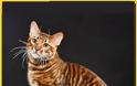 Δείτε ΠΟΣΟ κοστίζουν οι 19 πιο ΑΚΡΙΒΕΣ Ράτσες Γάτας του Κόσμου - Η Τιμή της Τελευταίας θα σας Σοκάρει... [photos] - Φωτογραφία 12