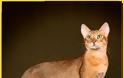 Δείτε ΠΟΣΟ κοστίζουν οι 19 πιο ΑΚΡΙΒΕΣ Ράτσες Γάτας του Κόσμου - Η Τιμή της Τελευταίας θα σας Σοκάρει... [photos] - Φωτογραφία 17