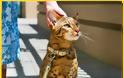 Δείτε ΠΟΣΟ κοστίζουν οι 19 πιο ΑΚΡΙΒΕΣ Ράτσες Γάτας του Κόσμου - Η Τιμή της Τελευταίας θα σας Σοκάρει... [photos] - Φωτογραφία 20