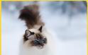 Δείτε ΠΟΣΟ κοστίζουν οι 19 πιο ΑΚΡΙΒΕΣ Ράτσες Γάτας του Κόσμου - Η Τιμή της Τελευταίας θα σας Σοκάρει... [photos] - Φωτογραφία 3
