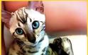 Δείτε ΠΟΣΟ κοστίζουν οι 19 πιο ΑΚΡΙΒΕΣ Ράτσες Γάτας του Κόσμου - Η Τιμή της Τελευταίας θα σας Σοκάρει... [photos] - Φωτογραφία 6