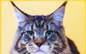 Δείτε ΠΟΣΟ κοστίζουν οι 19 πιο ΑΚΡΙΒΕΣ Ράτσες Γάτας του Κόσμου - Η Τιμή της Τελευταίας θα σας Σοκάρει... [photos] - Φωτογραφία 7