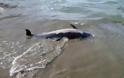Νεκρό δελφίνι στη Νέα Παραλία της Θεσσαλονίκης