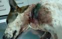 Μάνδρα Ξάνθης: Πυροβόλησε με καραμπίνα τον αδέσποτο σκύλο - Φωτογραφία 1