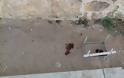 Μάνδρα Ξάνθης: Πυροβόλησε με καραμπίνα τον αδέσποτο σκύλο - Φωτογραφία 2