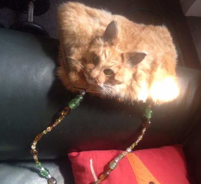 ΑΡΡΩΣΤΟ!  Γάτα έγινε τσάντα και πωλείται 1.400 δολάρια - Φωτογραφία 3