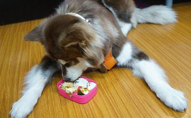 Ζάμπλουτος Κινέζος κάνει πανάκριβα δώρα στο σκύλο του - Φωτογραφία 5