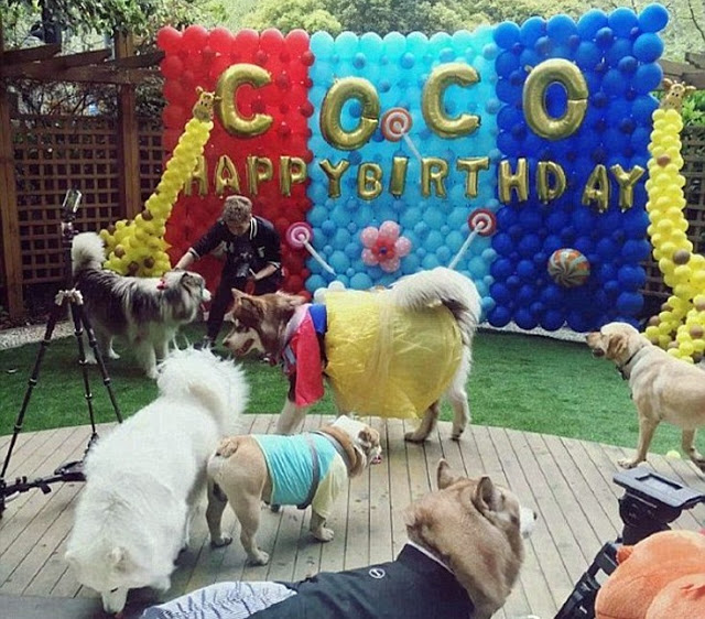 Ζάμπλουτος Κινέζος κάνει πανάκριβα δώρα στο σκύλο του - Φωτογραφία 6