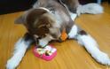 Ζάμπλουτος Κινέζος κάνει πανάκριβα δώρα στο σκύλο του - Φωτογραφία 5