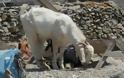 Παστούρωμα: Η βάρβαρη ΚΑΚΟΠΟΙΗΣΗ  των ζώων στα ελληνικά νησιά και οχι μόνο... [photos+video] - Φωτογραφία 3