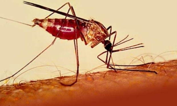 89 τα κρούσματα ελονοσίας σε Αχαΐα, Ηλεία, Μαγνησία και Θεσσαλονίκη - Φωτογραφία 1