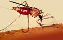 89 τα κρούσματα ελονοσίας σε Αχαΐα, Ηλεία, Μαγνησία και Θεσσαλονίκη