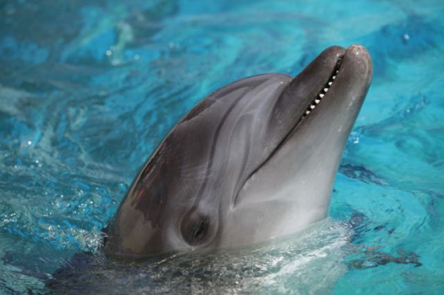 Επιβεβαιώθηκε! Τα δελφίνια μιλάνε – Η γλώσσα τους έχει τουλάχιστον 1.000 λέξεις! - Φωτογραφία 1