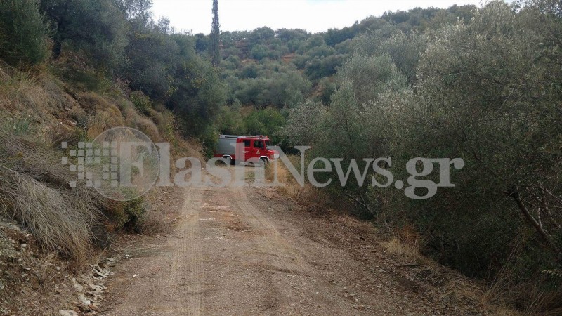 Τροχαίο με γουρούνες: Έπεσε σε γκρεμό 15 μέτρων [photos] - Φωτογραφία 6