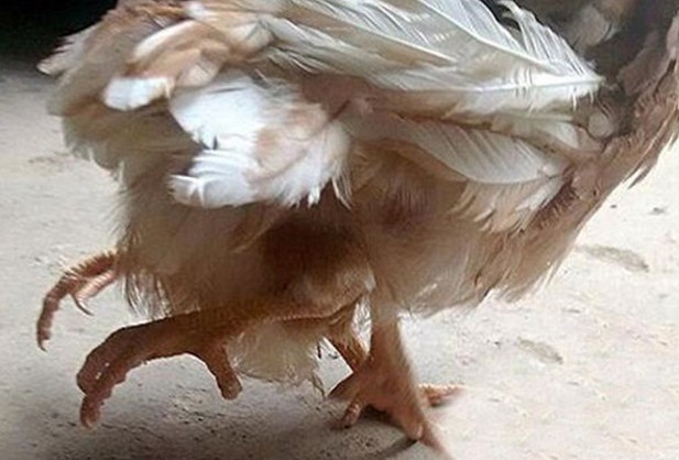 Έχετε ξαναδεί ποτέ τετράποδο κοτόπουλο; Εμείς όχι... [photos] - Φωτογραφία 3