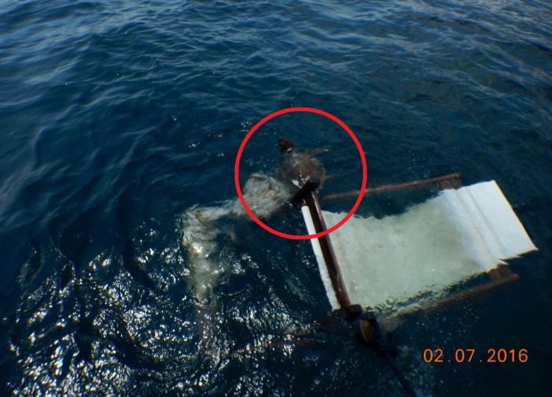 Απελευθέρωσαν υγιή την θαλάσσια χελώνα που είχε παγιδευτεί σε ξαπλώστρα στη μαρίνα του Φαλήρου - Φωτογραφία 1