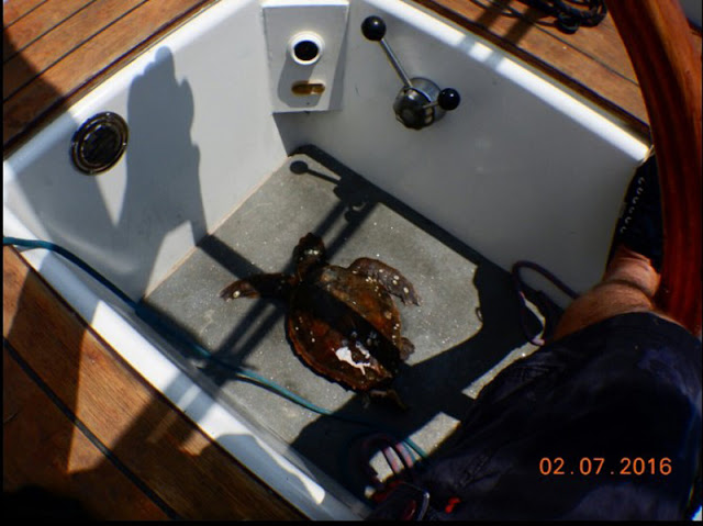 Απελευθέρωσαν υγιή την θαλάσσια χελώνα που είχε παγιδευτεί σε ξαπλώστρα στη μαρίνα του Φαλήρου - Φωτογραφία 2