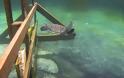 Απελευθέρωσαν υγιή την θαλάσσια χελώνα που είχε παγιδευτεί σε ξαπλώστρα στη μαρίνα του Φαλήρου - Φωτογραφία 3