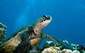 Γιατί δεν πρέπει να ταΐζουμε τις θαλάσσιες χελώνες