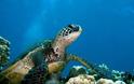Γιατί δεν πρέπει να ταΐζουμε τις θαλάσσιες χελώνες - Φωτογραφία 2