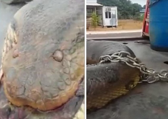 Γιγάντιο φίδι δέκα μέτρων βρέθηκε στη Βραζιλία [photos + video] - Φωτογραφία 2