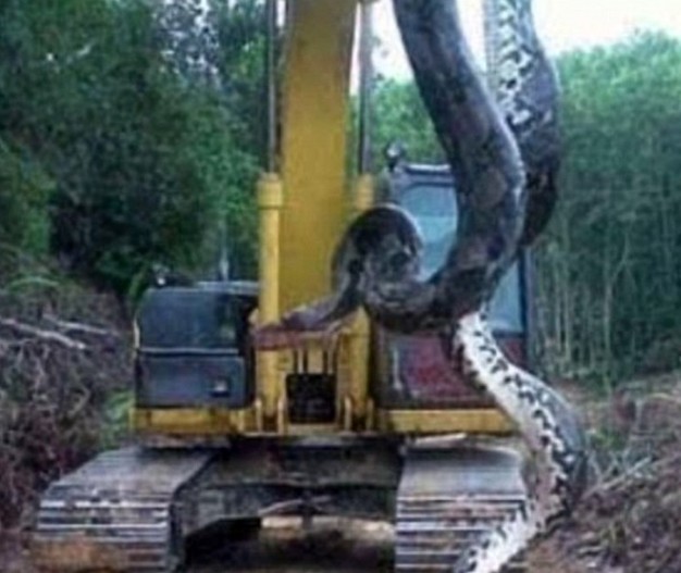 Γιγάντιο φίδι δέκα μέτρων βρέθηκε στη Βραζιλία [photos + video] - Φωτογραφία 3