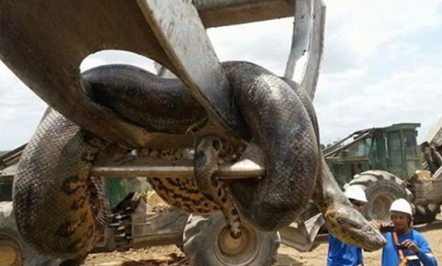 Γιγάντιο φίδι δέκα μέτρων βρέθηκε στη Βραζιλία [photos + video] - Φωτογραφία 4