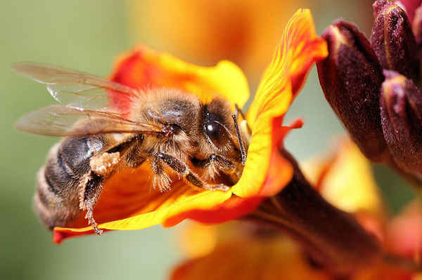 Πέντε πράγματα που μπορούμε να κάνουμε για να σώσουμε τις μέλισσες - Φωτογραφία 1