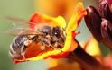 Πέντε πράγματα που μπορούμε να κάνουμε για να σώσουμε τις μέλισσες