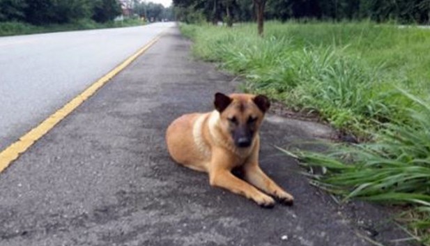 Σκύλος σκοτώθηκε περιμένοντας ένα χρόνο στο ίδιο σημείο το αφεντικό του - Φωτογραφία 1