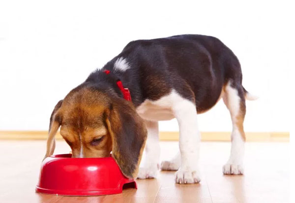 ΠΡΟΣΟΧΗ - ΑΥΤΕΣ ειναι οι 10 τροφές που δεν πρέπει να δίνετε στο σκύλο σας... - Φωτογραφία 1