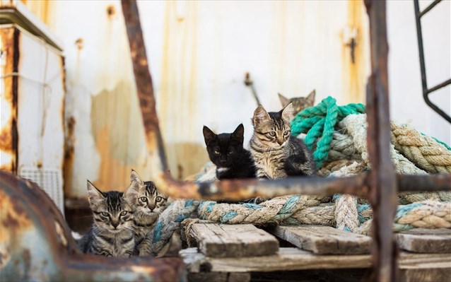 Οι γάτες εξαπλώθηκαν ακολουθώντας τους θαλασσοπόρους στα ταξίδια τους - Φωτογραφία 1