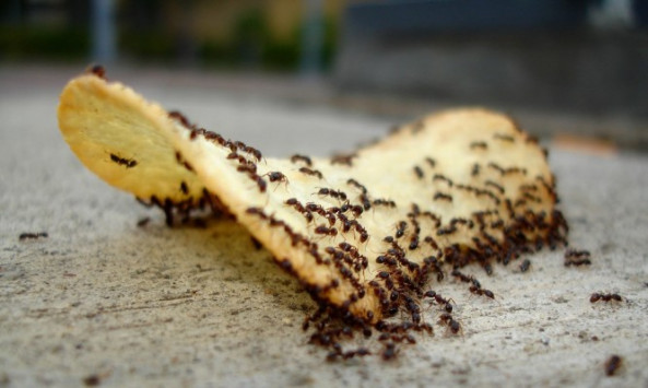 Το ΤΕΛΕΙΟ κόλπο για να εξαφανίσετε τα μυρμήγκια από το σπίτι μια για πάντα! - Φωτογραφία 1