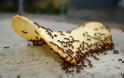 Το ΤΕΛΕΙΟ κόλπο για να εξαφανίσετε τα μυρμήγκια από το σπίτι μια για πάντα!