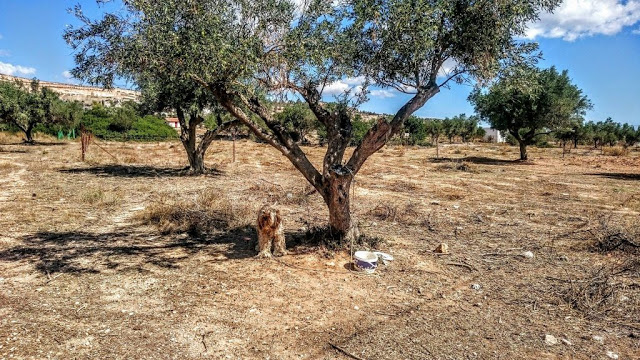 Βρήκε τον σκύλο δεμένο σε ελιά εγκαταλελειμμένο σε χωράφι στο Κορωπί Αττικής - Φωτογραφία 2